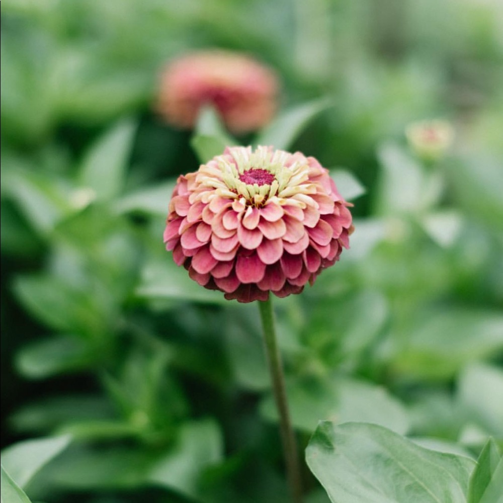 Meet your Posher, Jocelyn